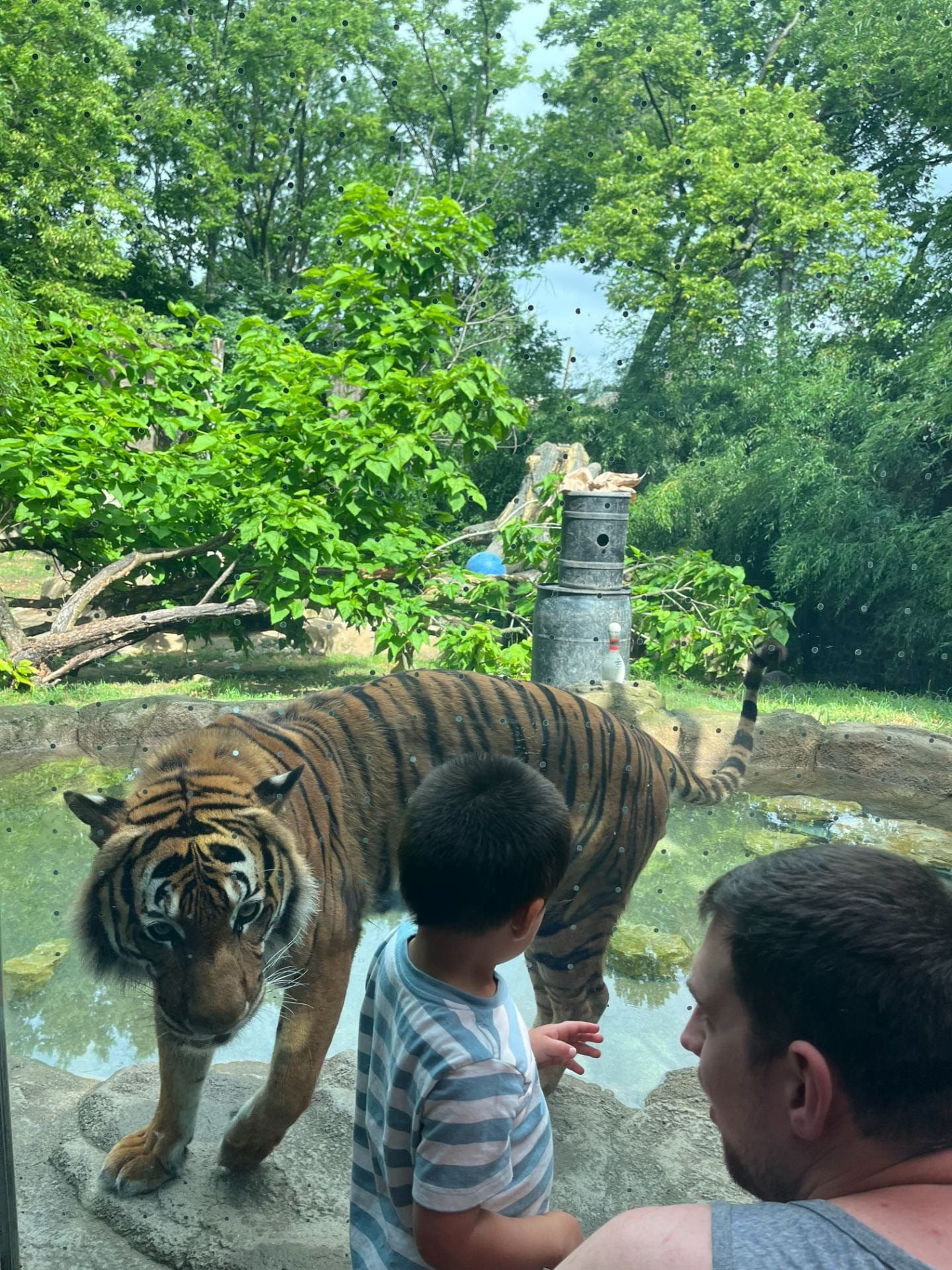 A rather friendly tiger at the Columbus zoo